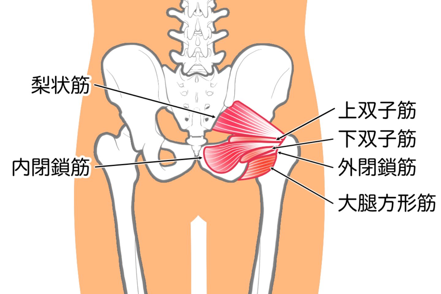 坐骨神経痛に対する治療方針|梨状筋の図解