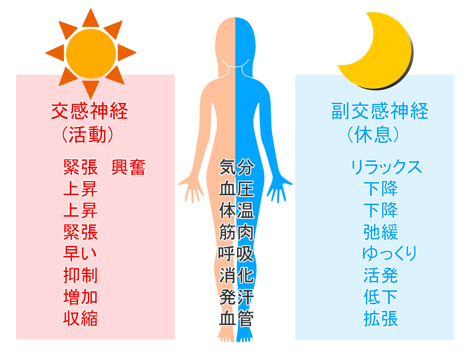 交感神経・副交感神経イメージ|なぜ、生理痛なのか?