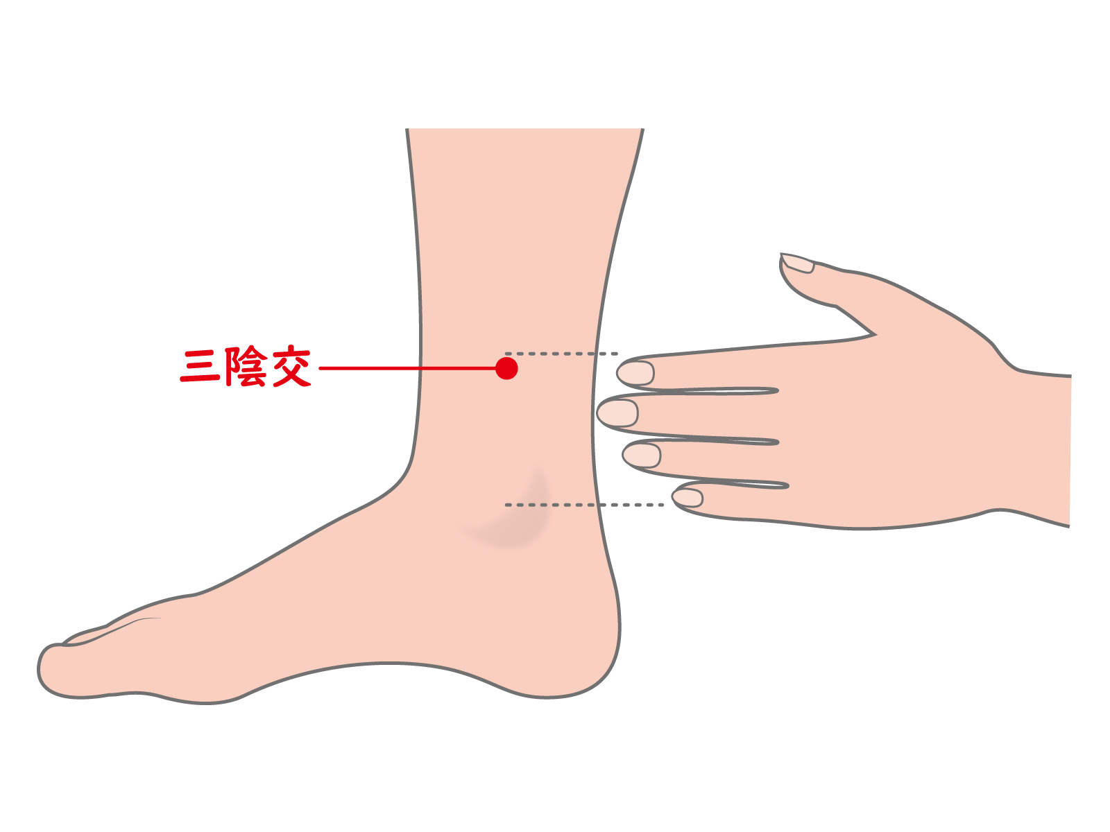 三陰交イメージ｜更年期障害への鍼灸治療