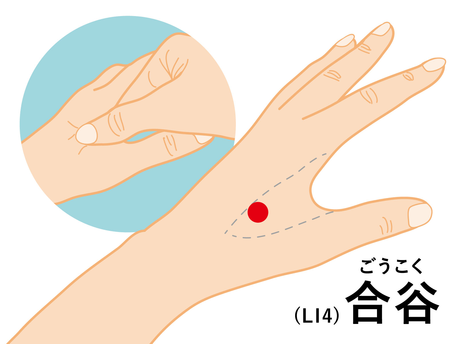 合谷イメージ｜更年期障害への鍼灸治療