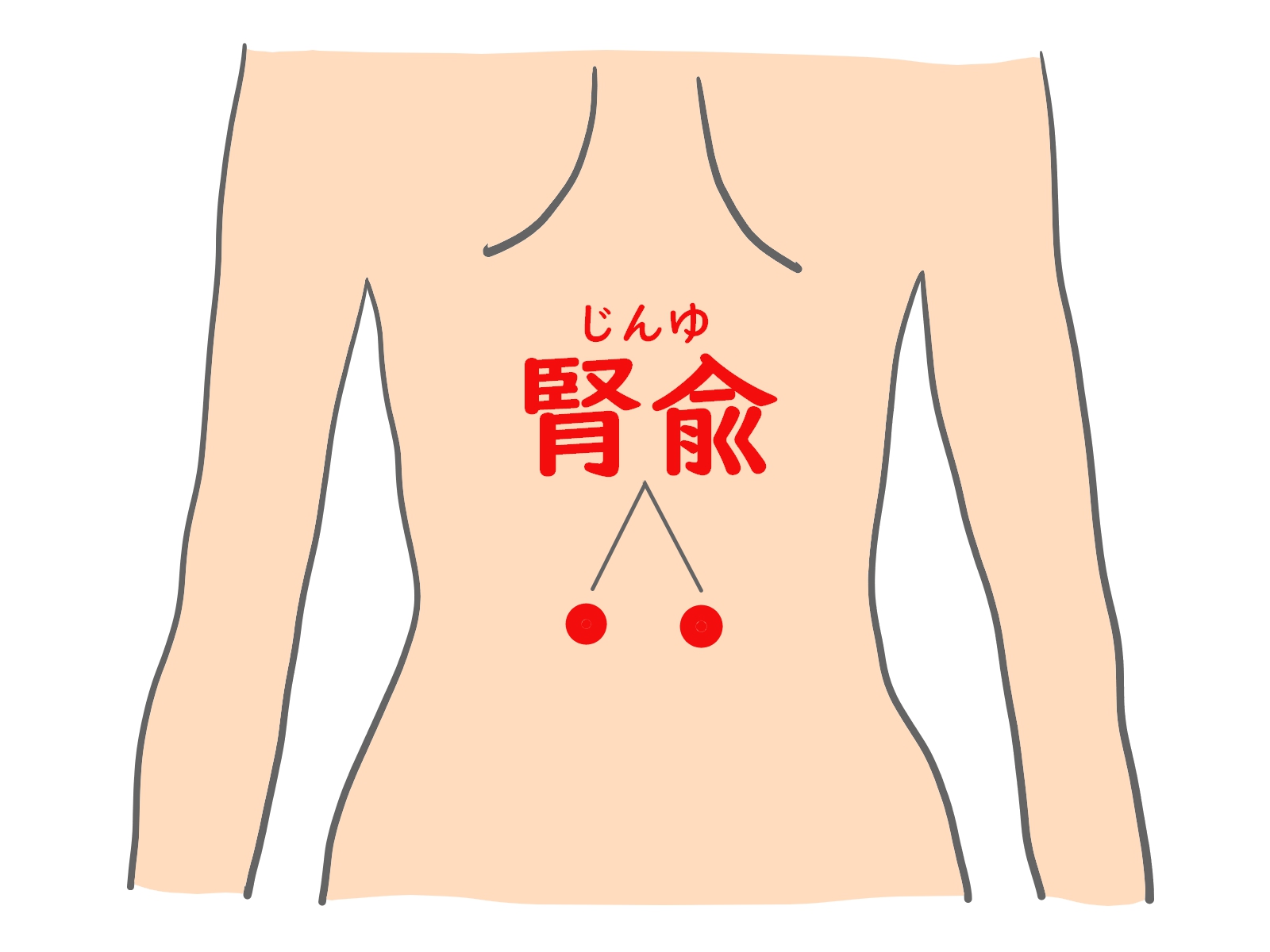 腎兪イメージ｜更年期障害への鍼灸治療