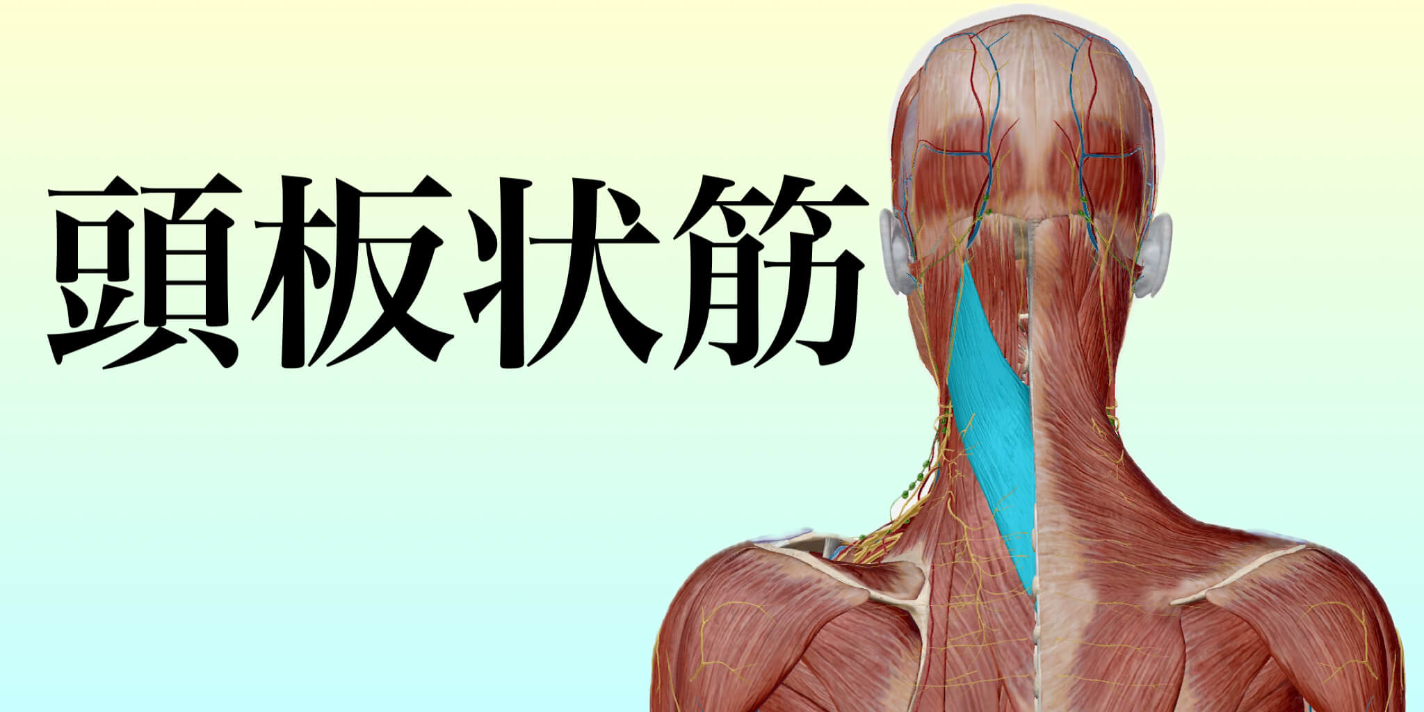 頭板状筋イメージ｜どこに行っても変わらない肩こりとは！？