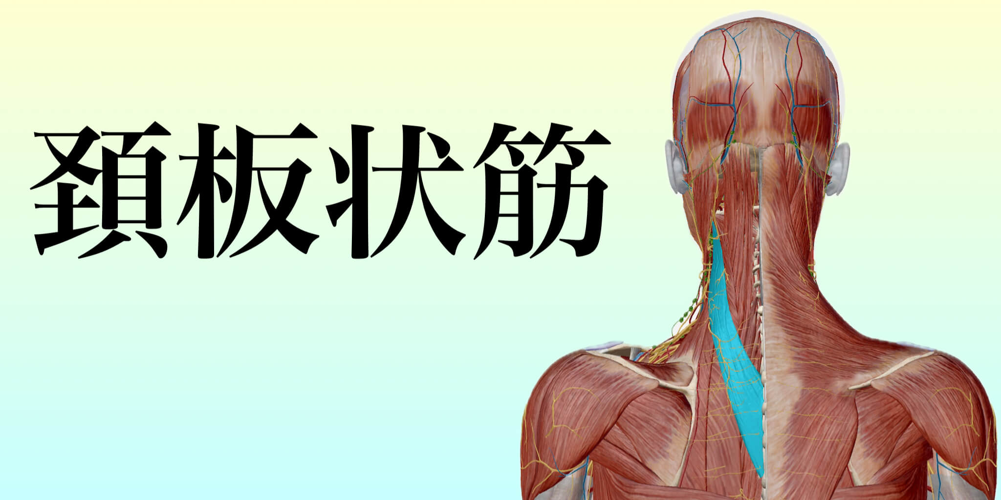 頚板状形筋イメージ｜どこに行っても変わらない肩こりとは！？