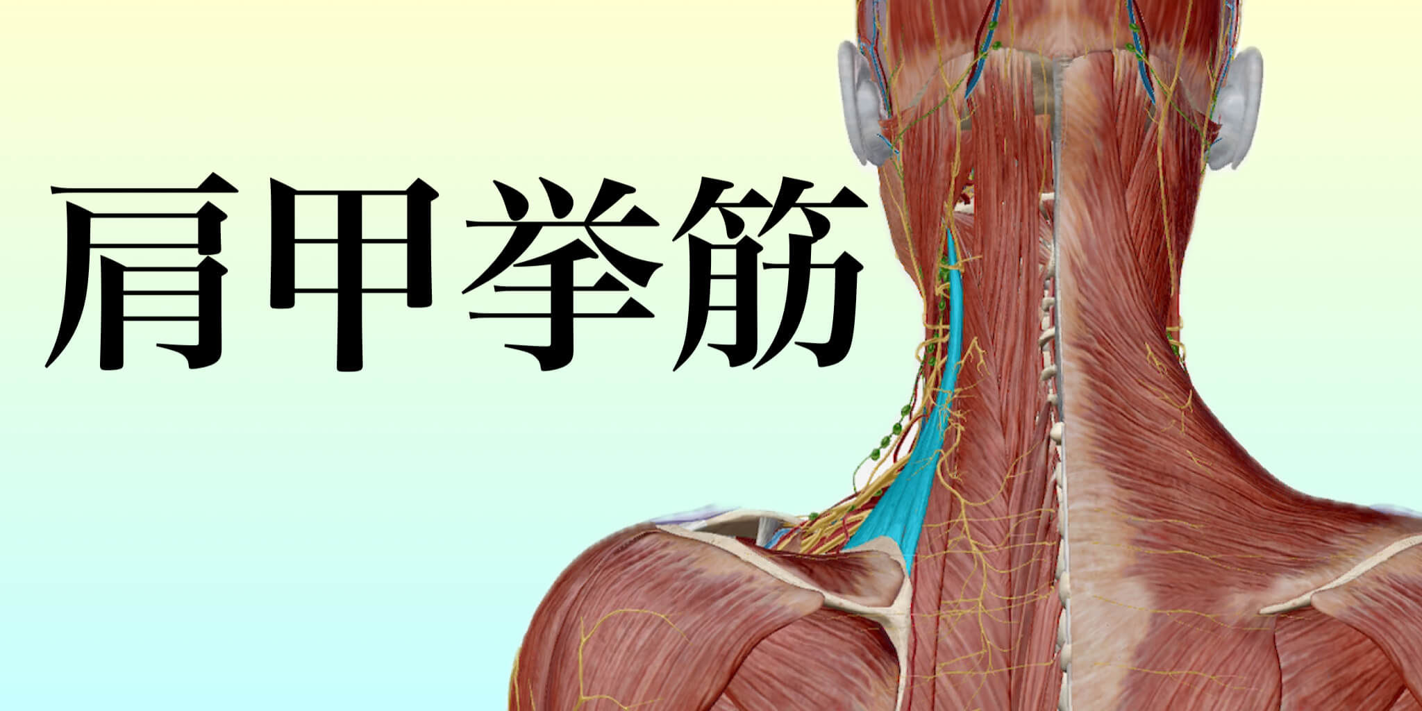 肩甲拳筋イメージ｜どこに行っても変わらない肩こりとは！？