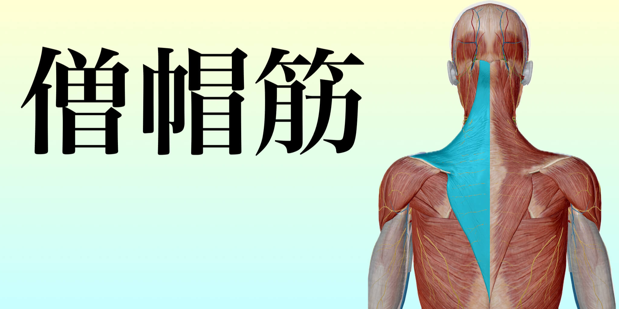 僧帽筋イメージ｜どこに行っても変わらない肩こりとは！？