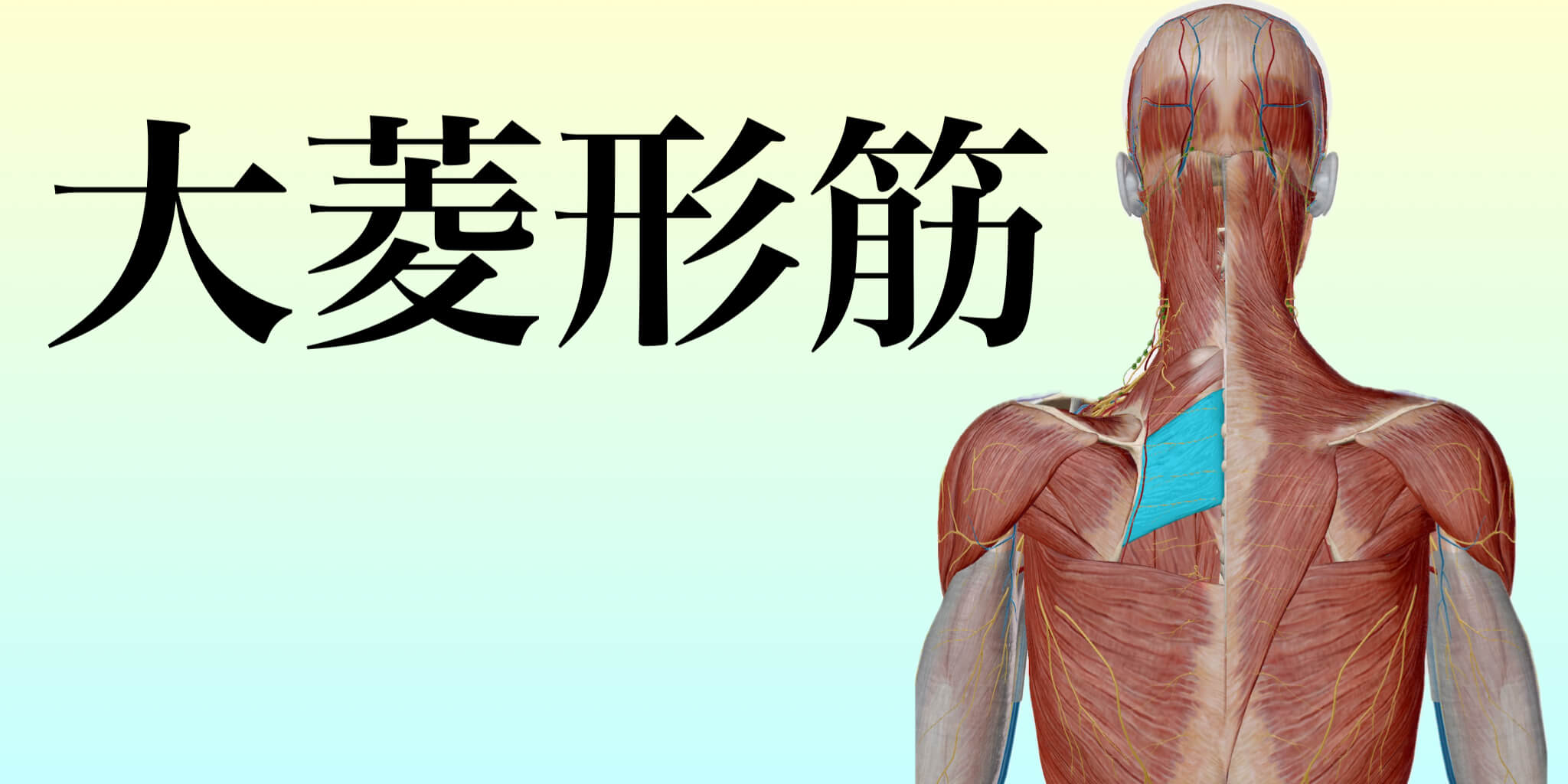 大菱形筋イメージ｜どこに行っても変わらない肩こりとは！？