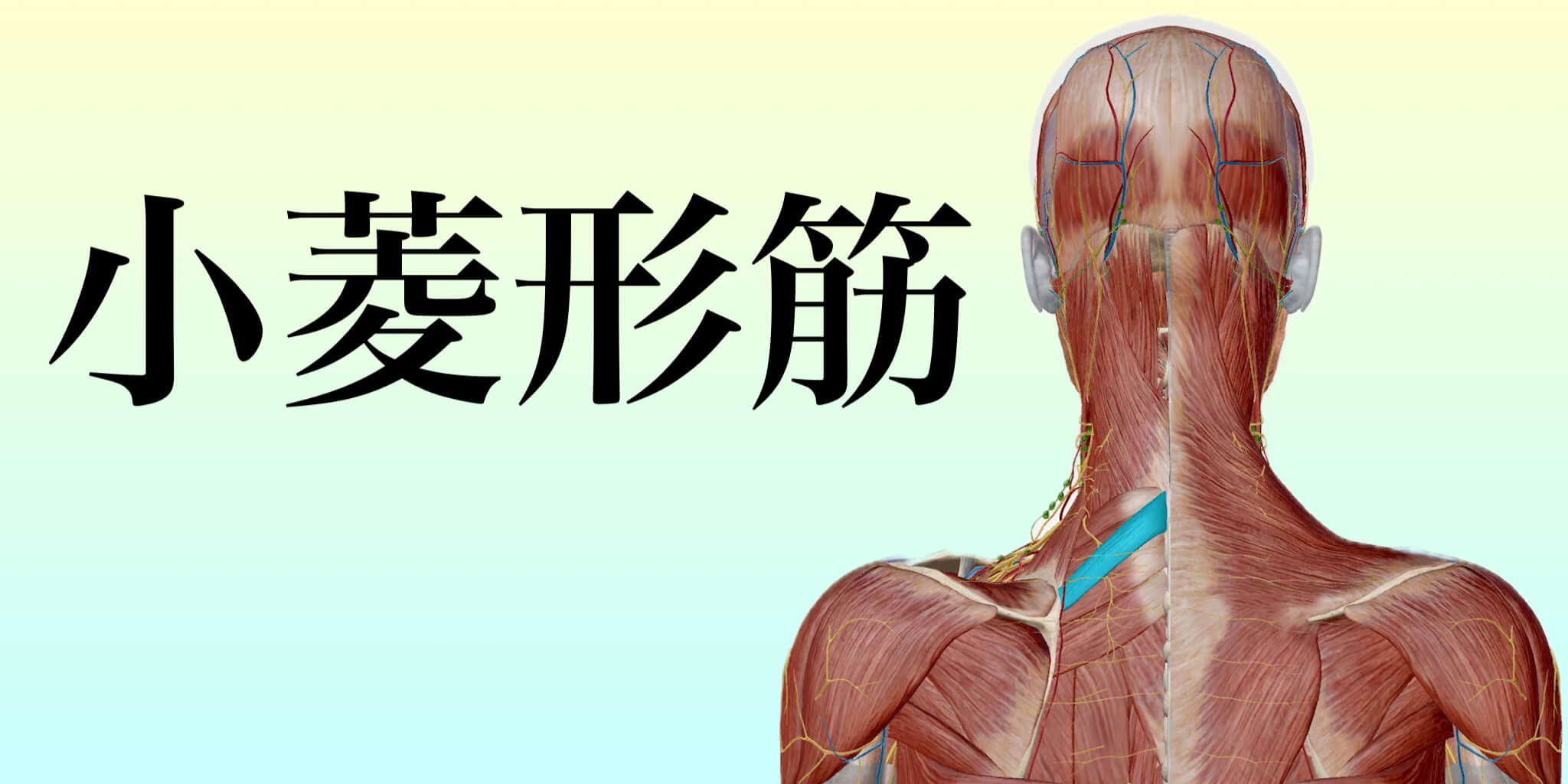 小菱形筋イメージ｜どこに行っても変わらない肩こりとは！？