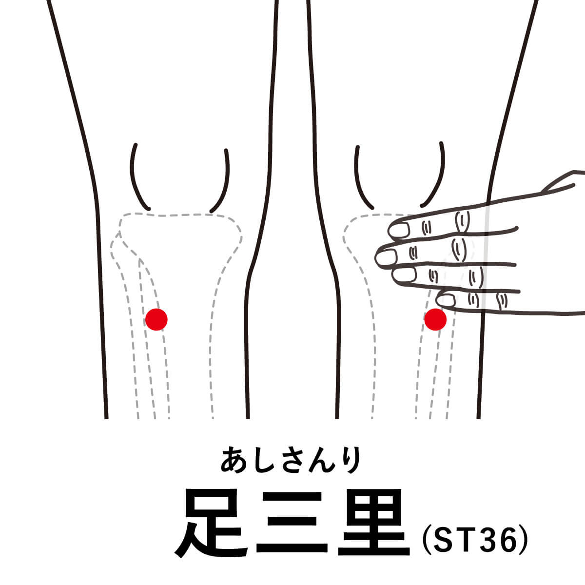 足三里イメージ｜お腹の不調（IBS）と「お手玉」の深い関係。脳と腸の「警戒モード」を解除する方法