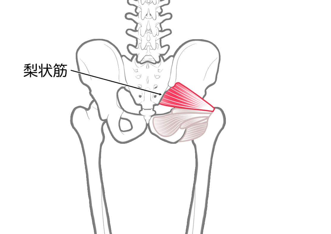 梨状筋イメージ｜なぜ「鍼灸サロン孔-KOH-」の施術は足の痺れに即効性があるのか？